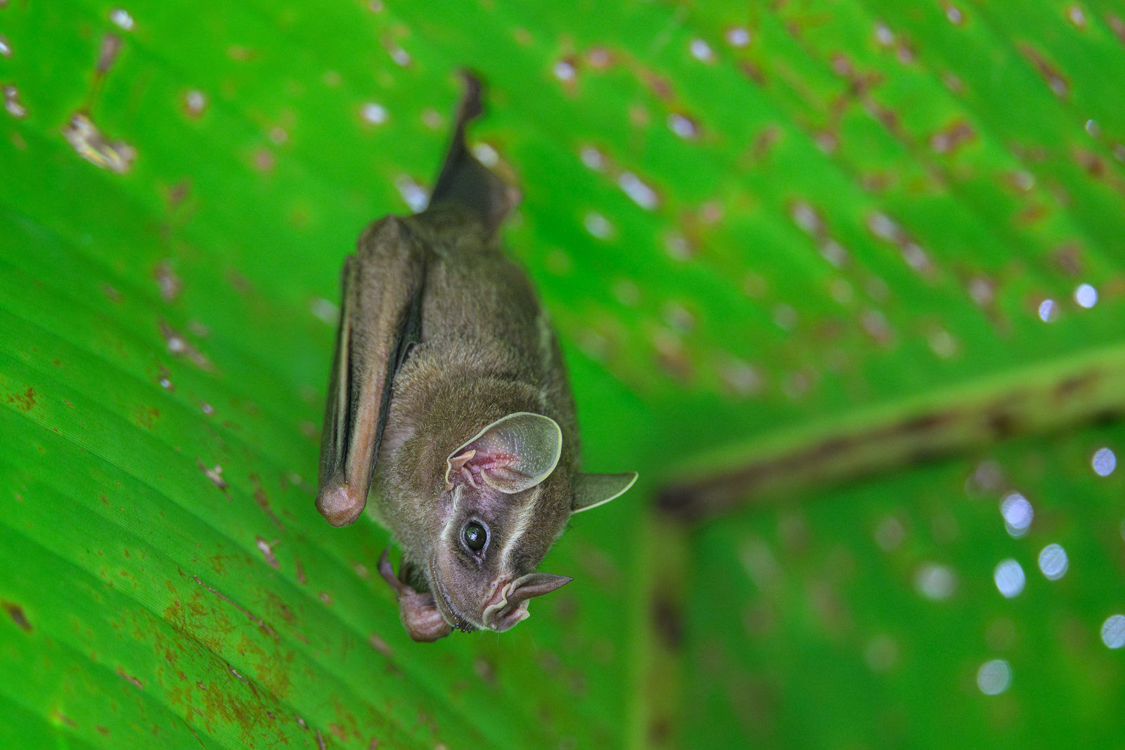 Tent-Making Bat, Costa Rica