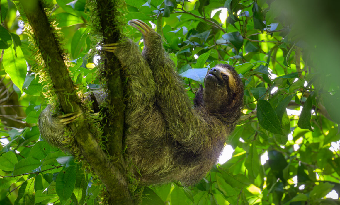 Three-Toed Sloth, Costa Rica