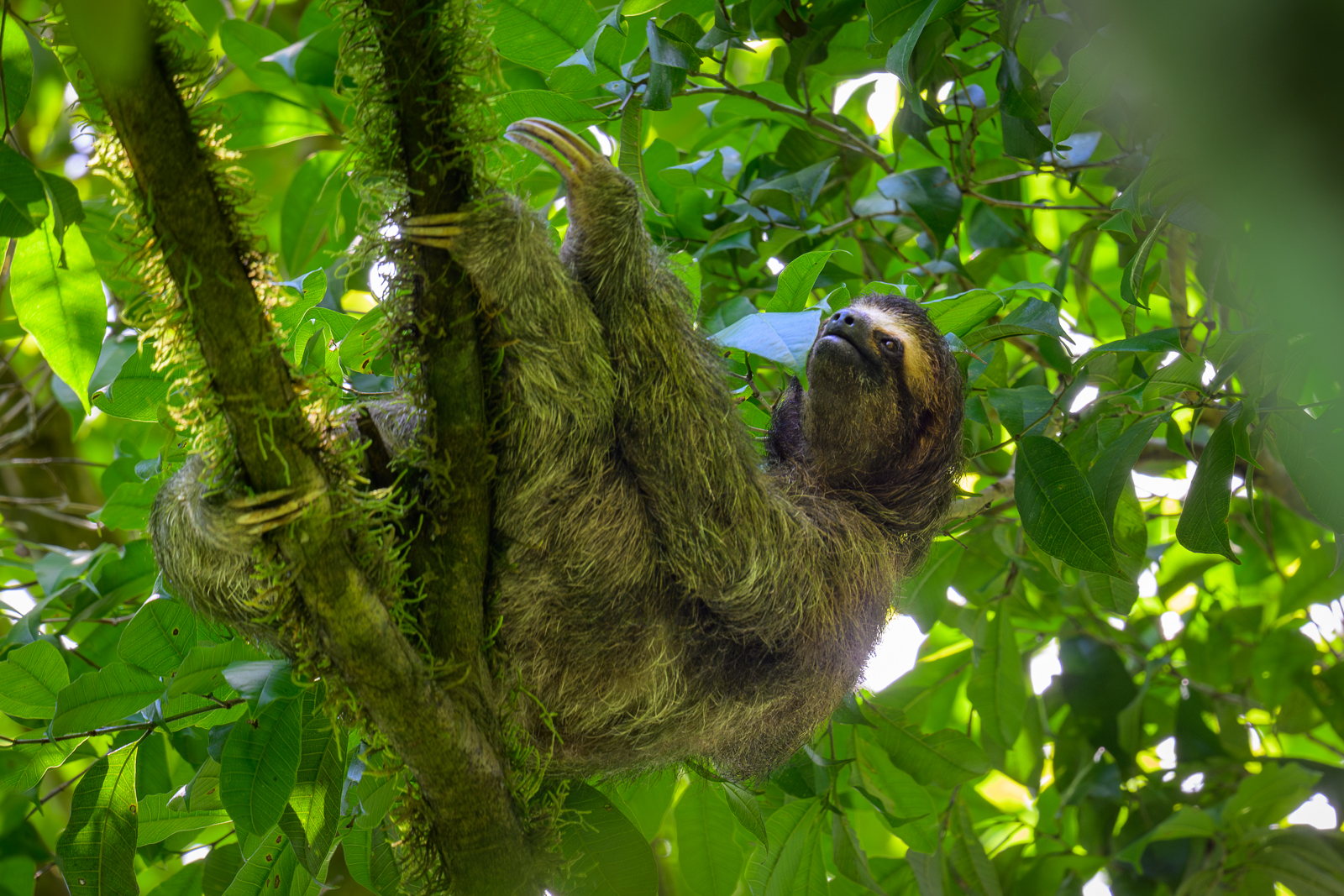 Three-Toed Sloth, Costa Rica