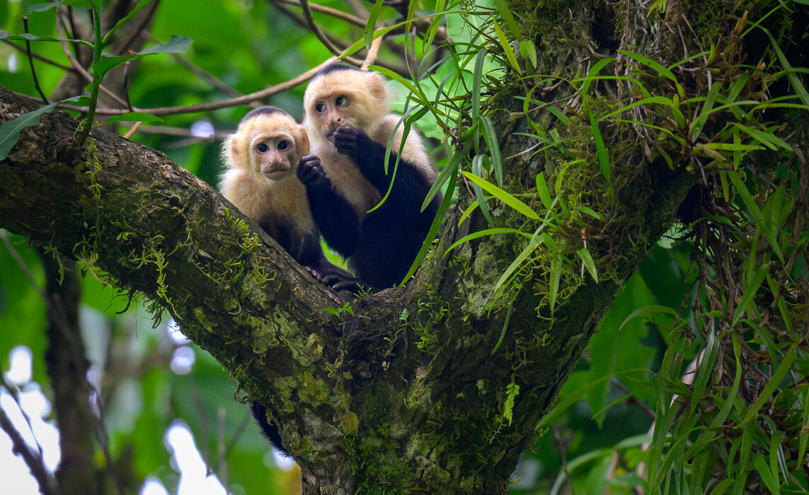 Central American White-Faced Capuchin Monkeys, Costa Rica
