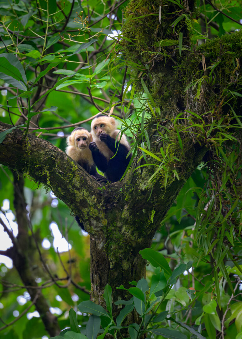 Central American White-Faced Capuchin Monkeys, Costa Rica