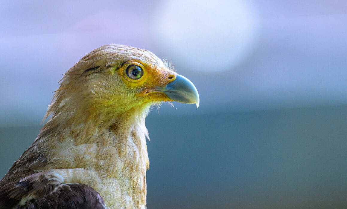 Yellow-Headed Caracara, Costa Rica