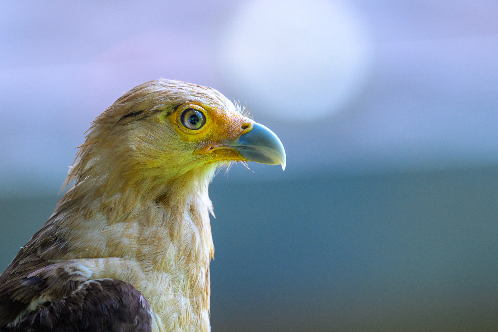 Yellow-Headed Caracara, Costa Rica