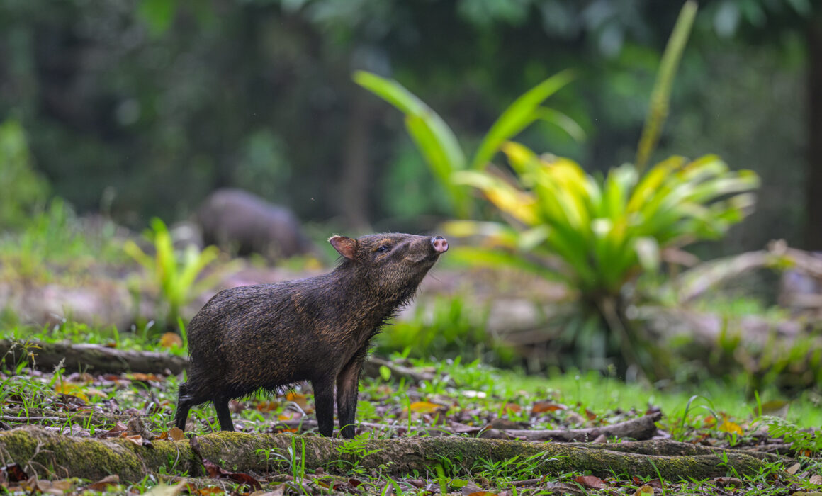 Collared Peccary, Costa Rica