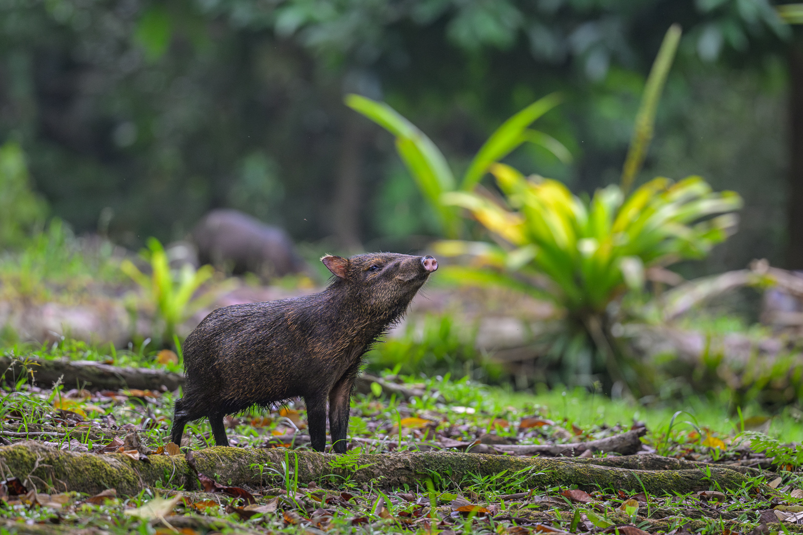 Collared Peccary, Costa Rica