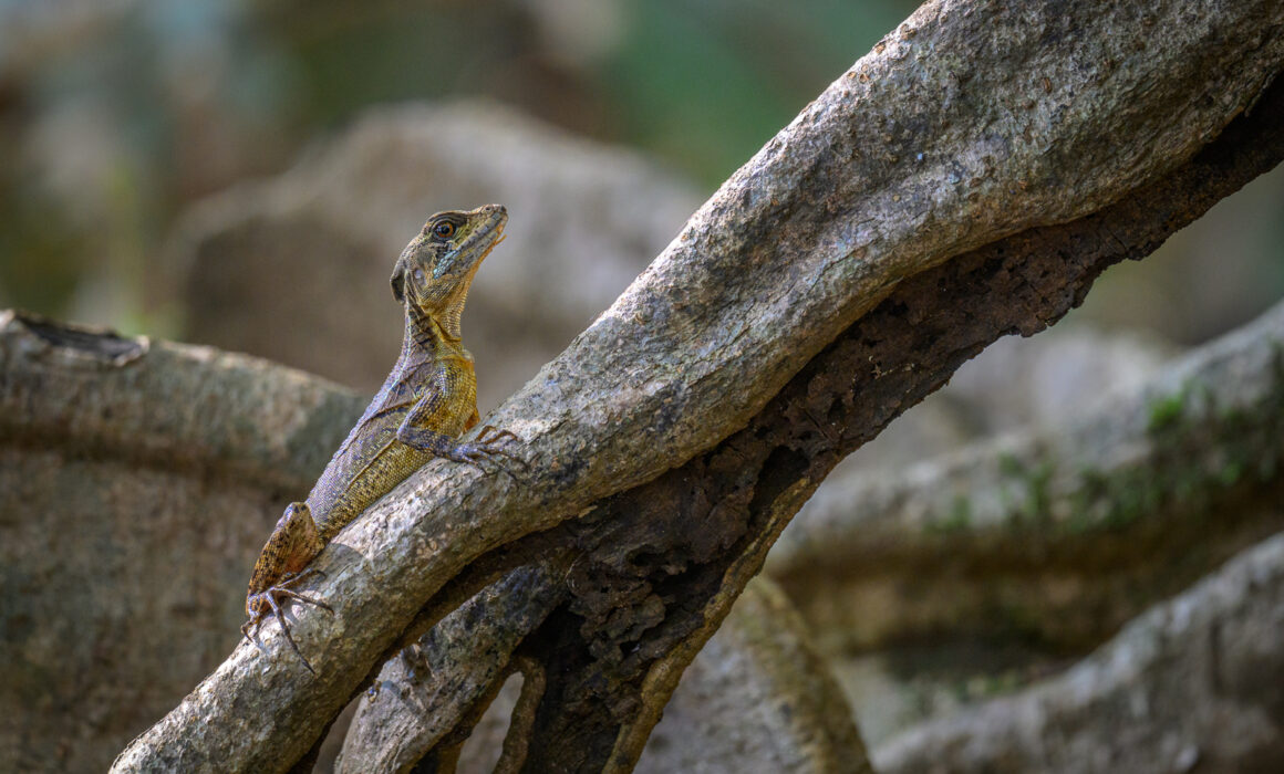 Common Basilisk Lizard, Costa Rica