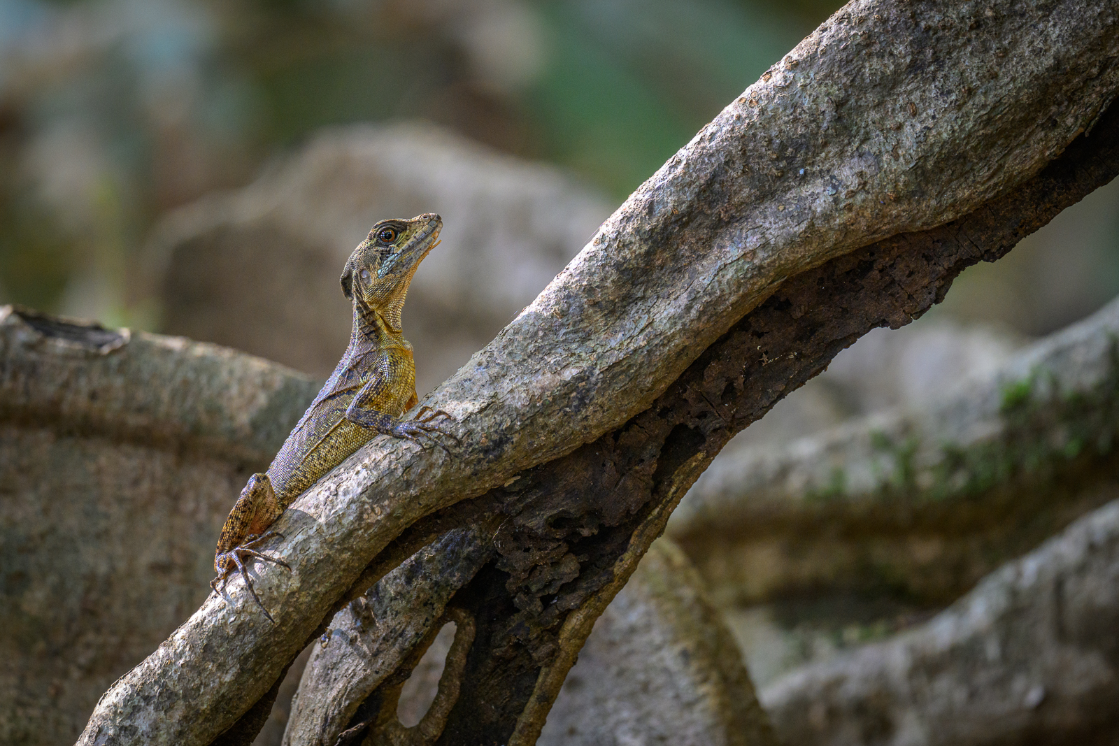 Common Basilisk Lizard, Costa Rica
