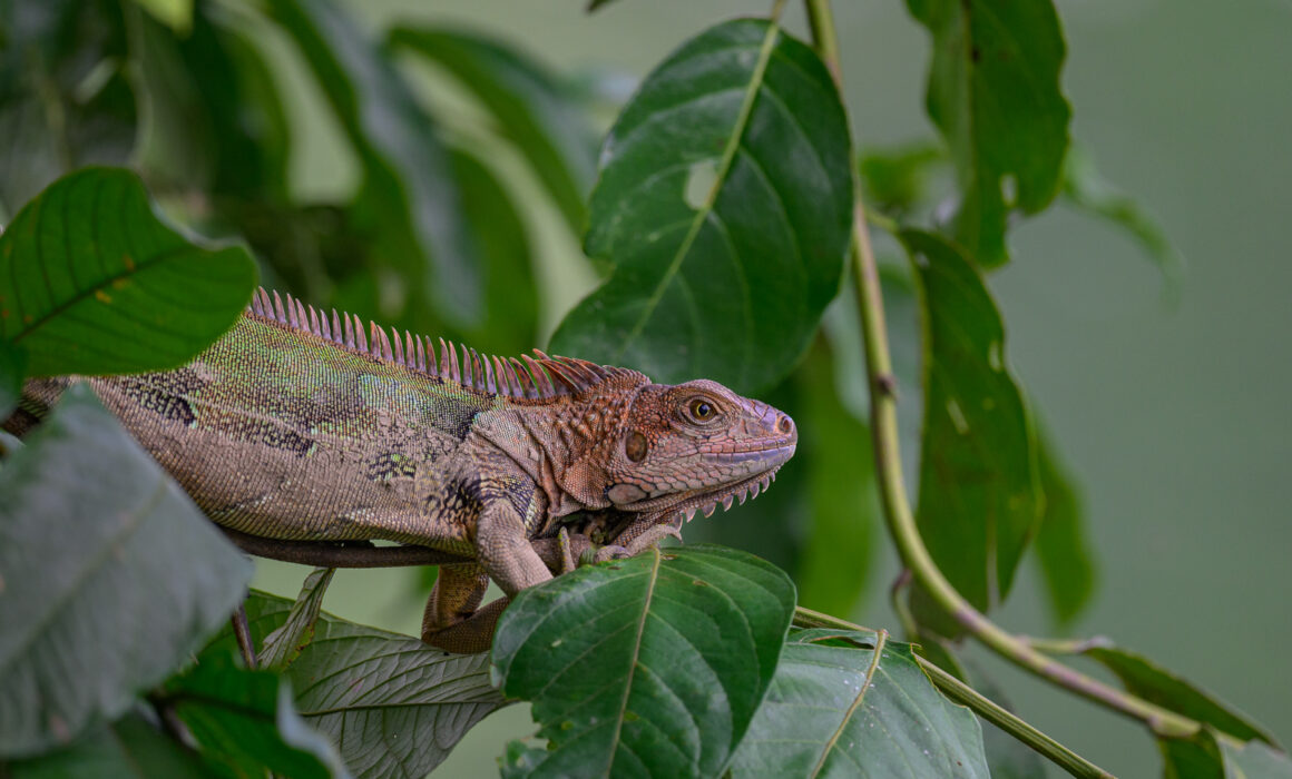 Green Iguana, Costa Rica