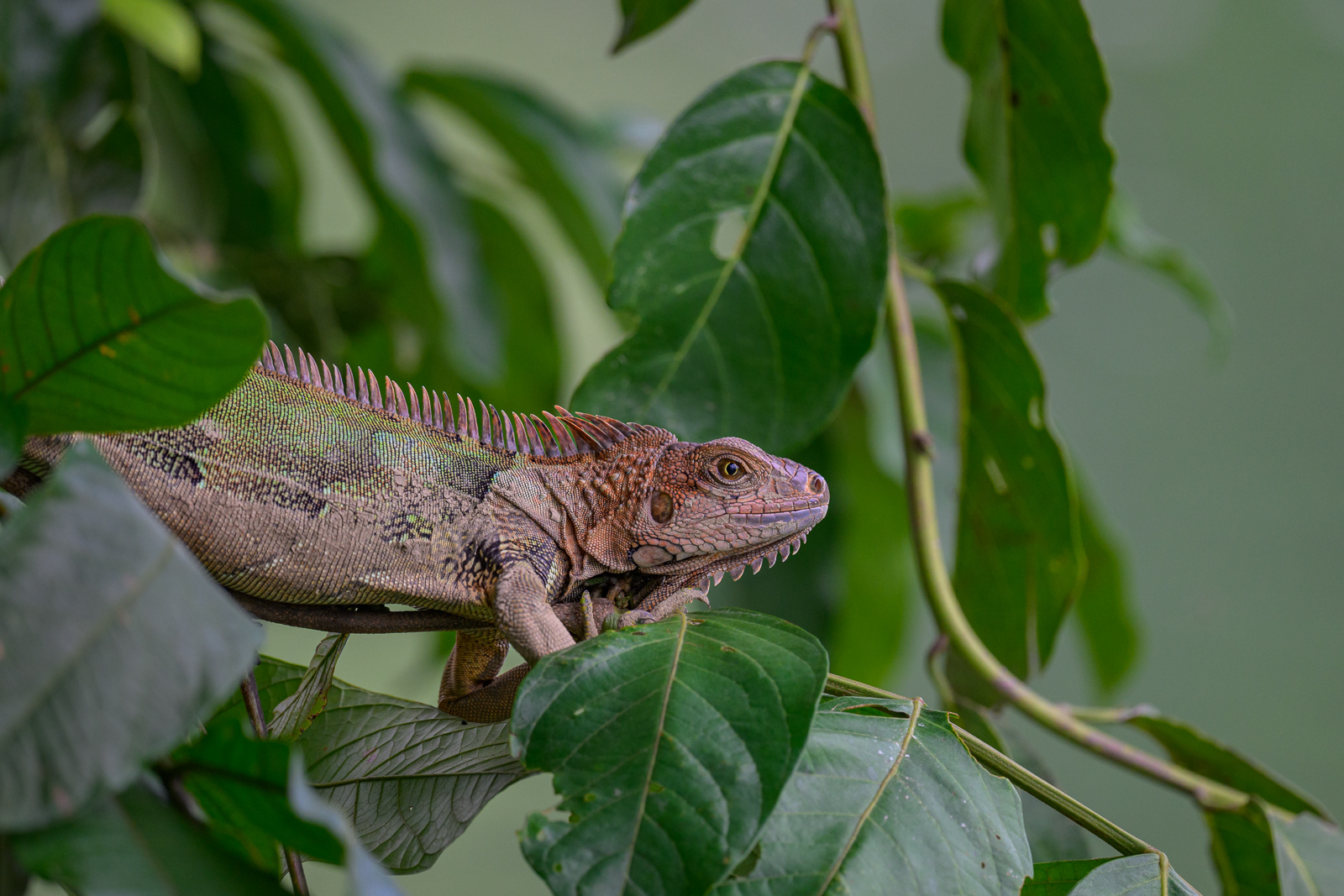 Green Iguana, Costa Rica
