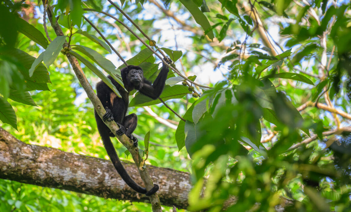 Mantled Howler Monkey, Costa Rica