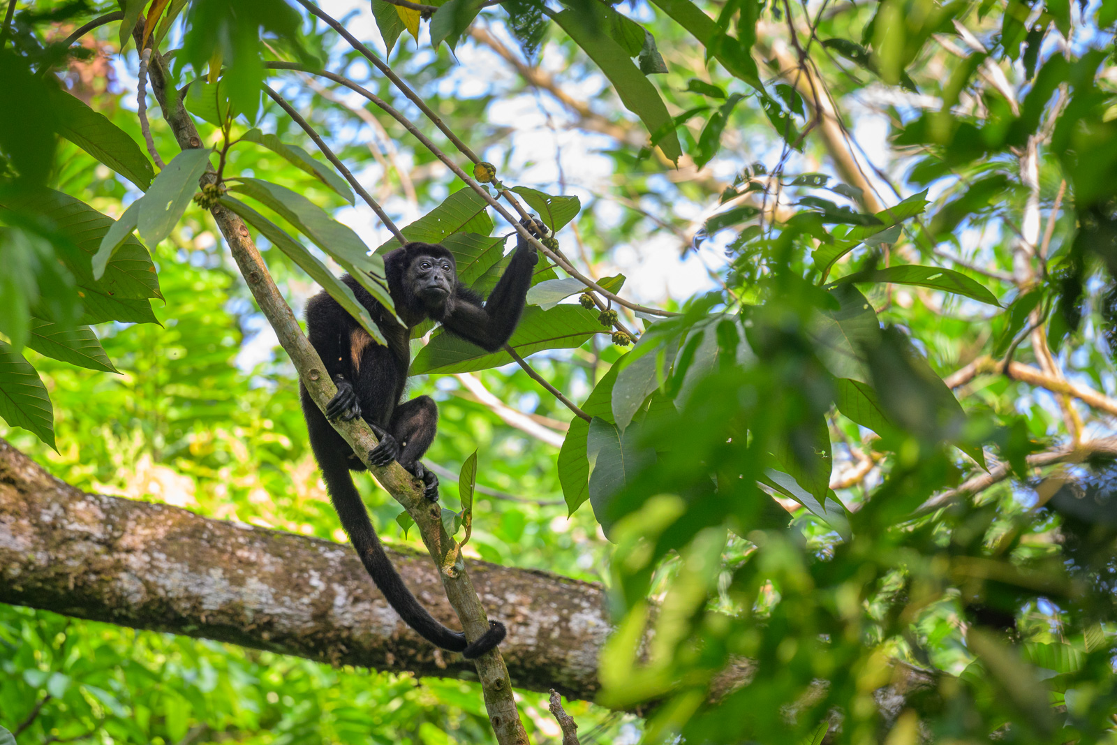 Mantled Howler Monkey, Costa Rica