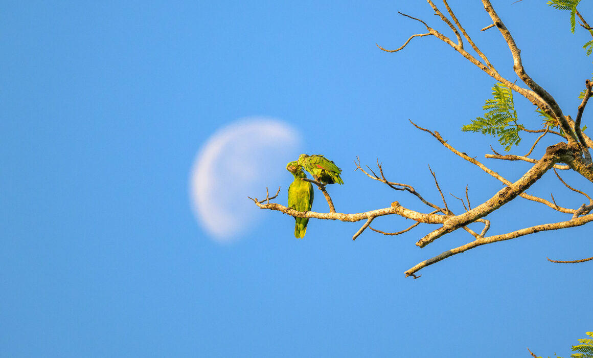 Mealy Parrots, Costa Rica