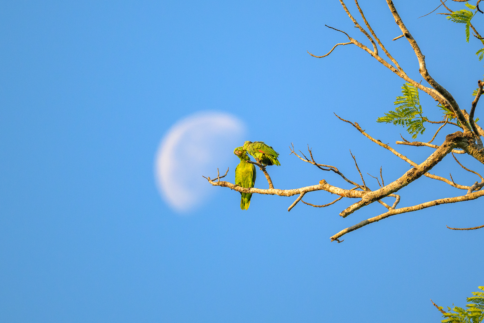 Mealy Parrots, Costa Rica