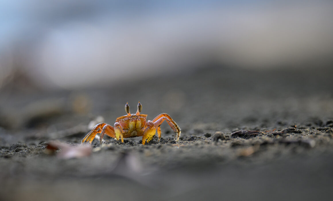 Painted Ghost Crab, Costa Rica