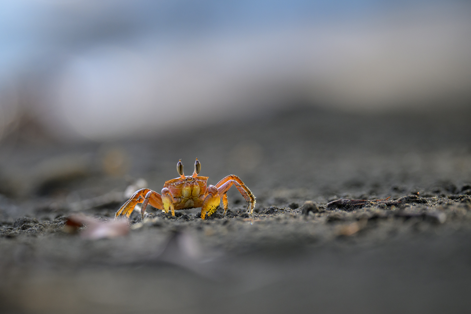 Painted Ghost Crab, Costa Rica