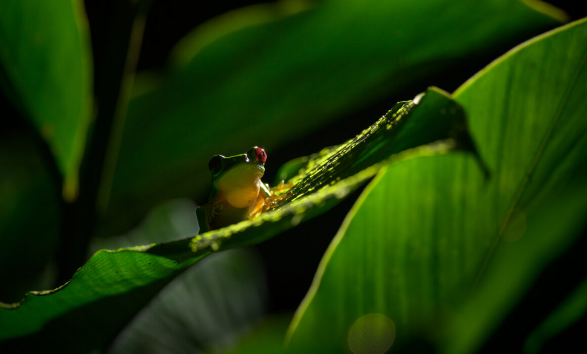 Red-Eyed Tree Frog, Costa Rica