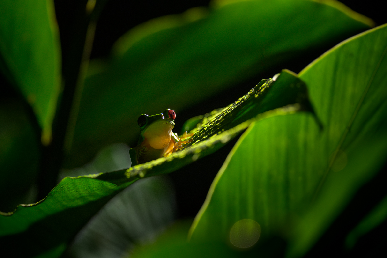 Red-Eyed Tree Frog, Costa Rica