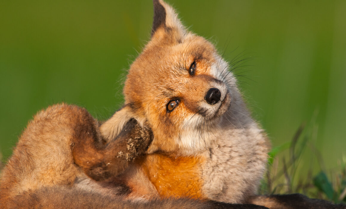 Red Fox Pup, Delaware