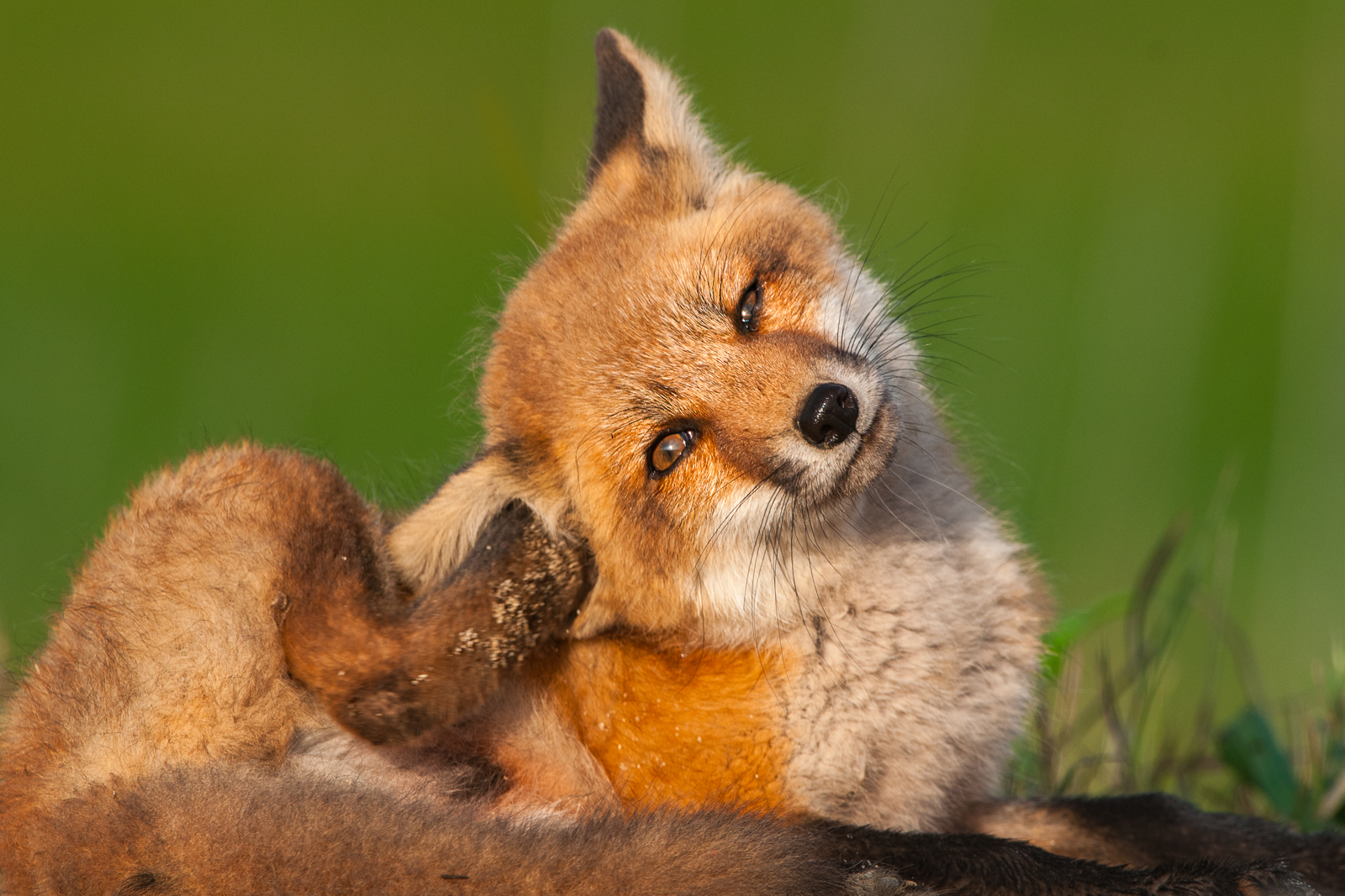 Red Fox Pup, Delaware