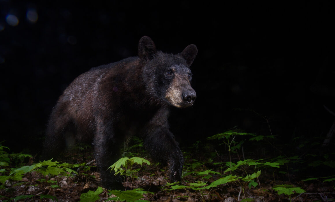 Black Bear, Connecticut