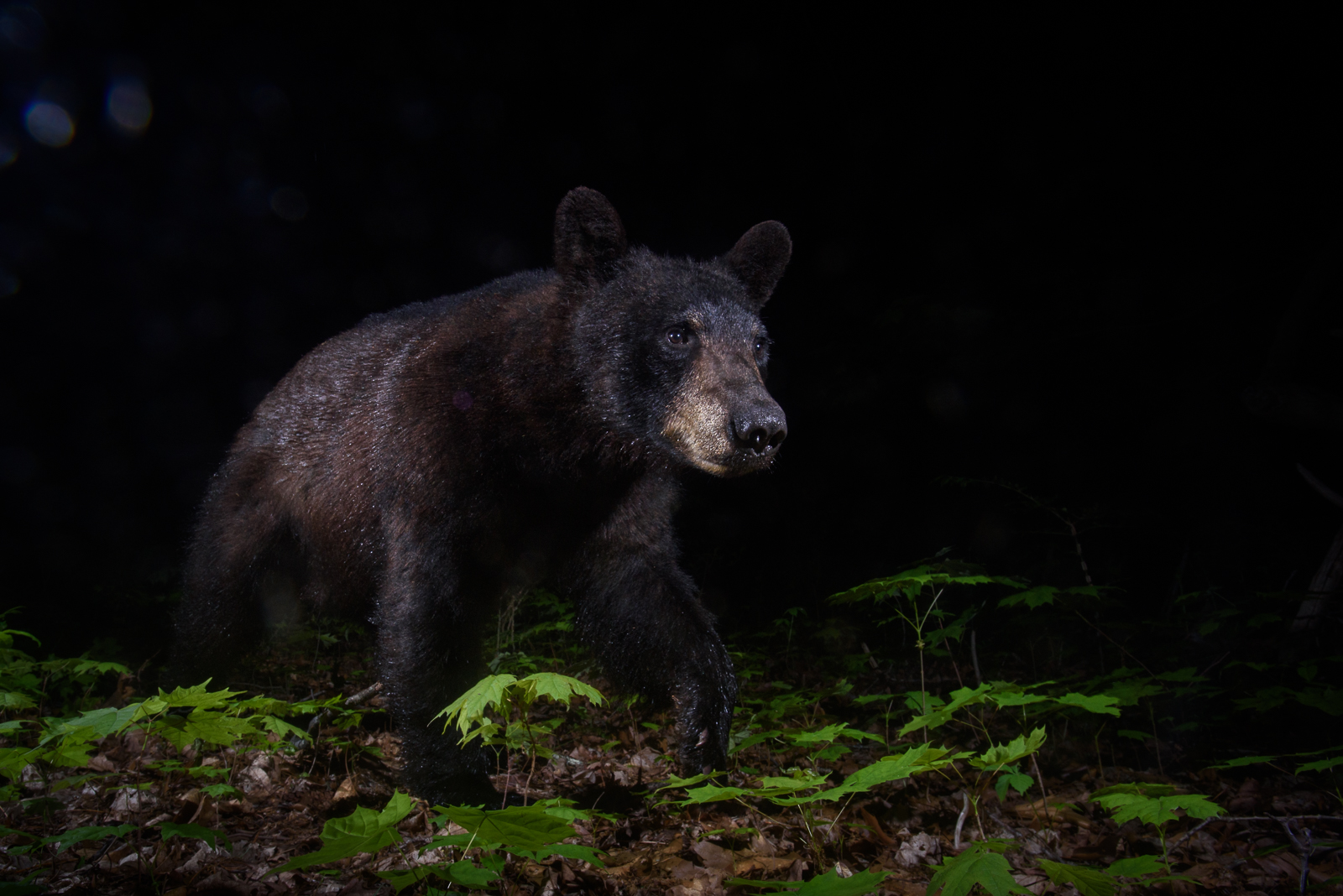 Black Bear, Connecticut
