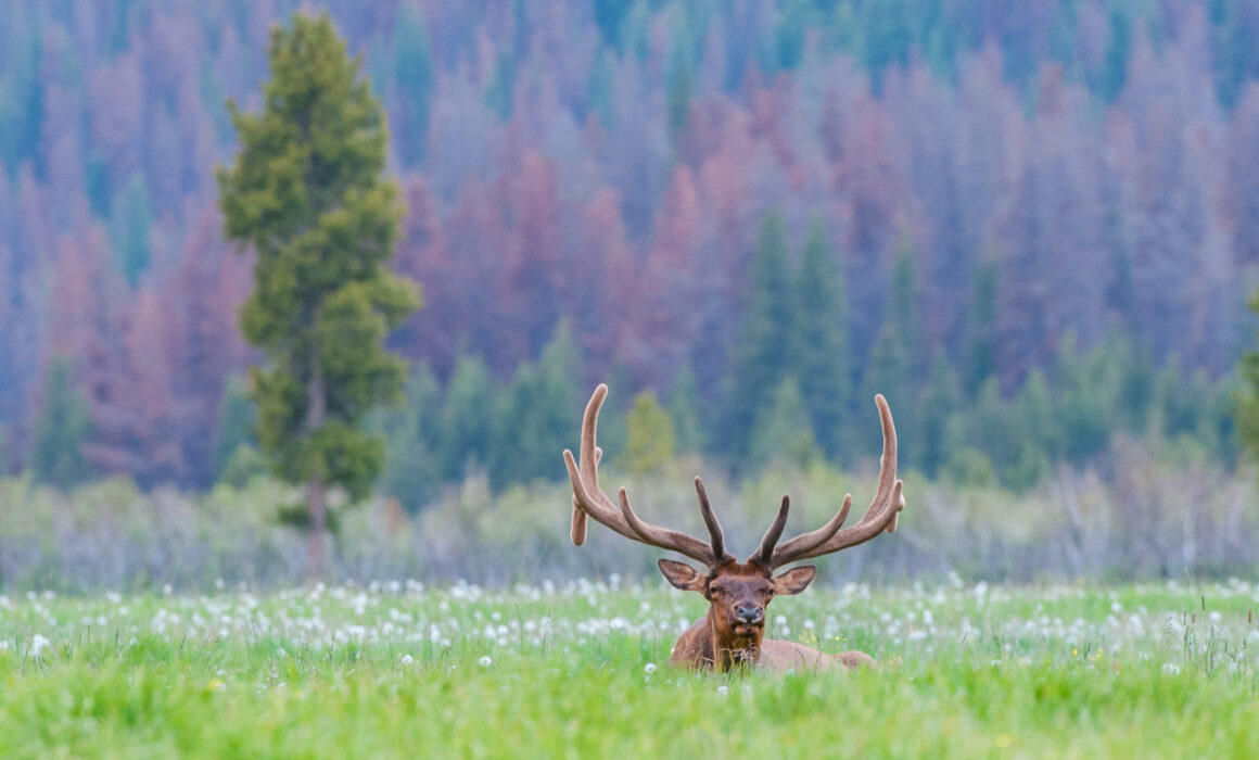 Bull Elk, Colorado
