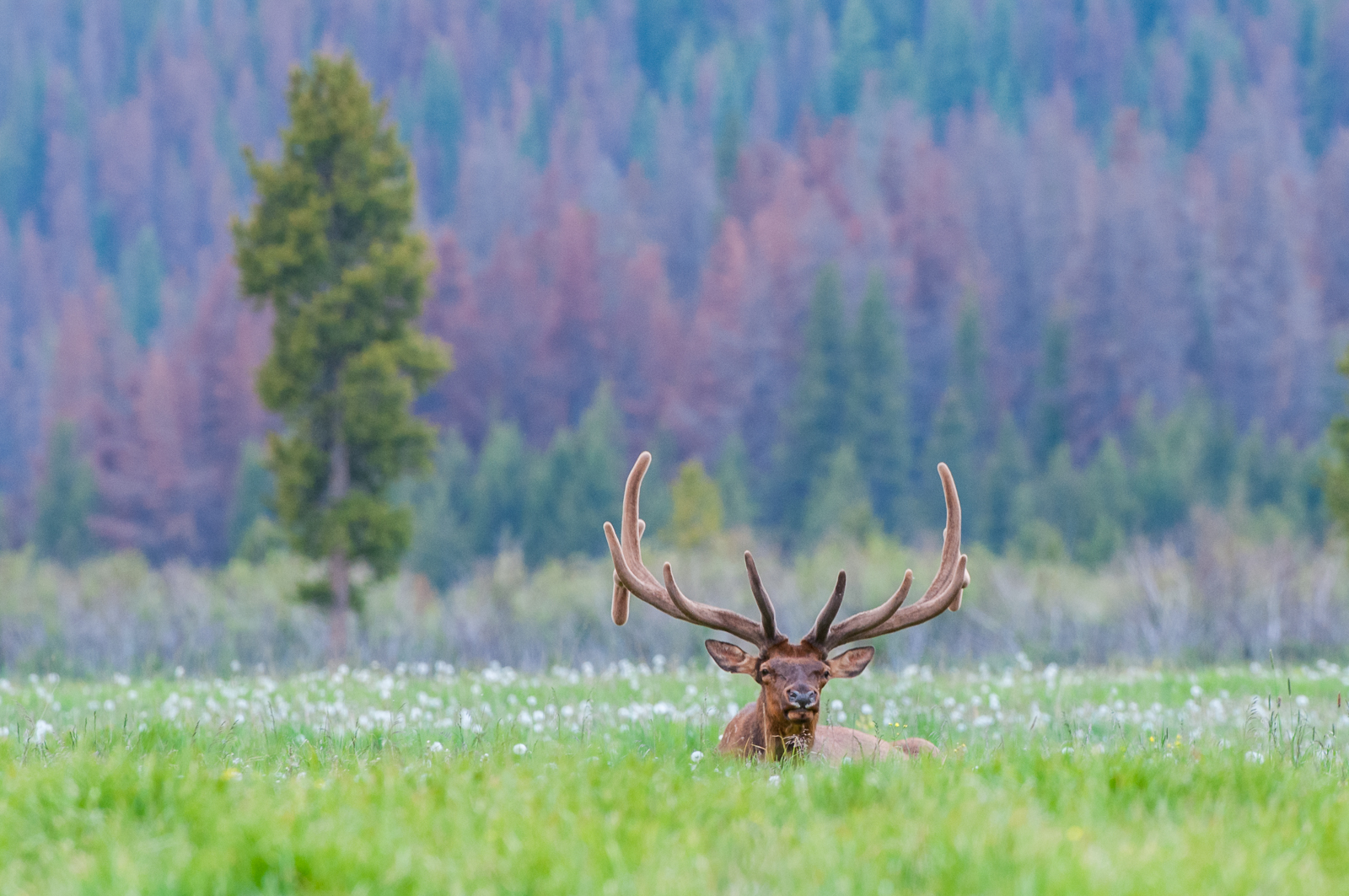 Bull Elk, Colorado