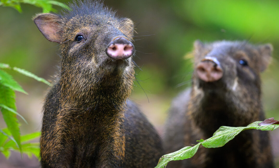 Collared Peccaries, Costa Rica