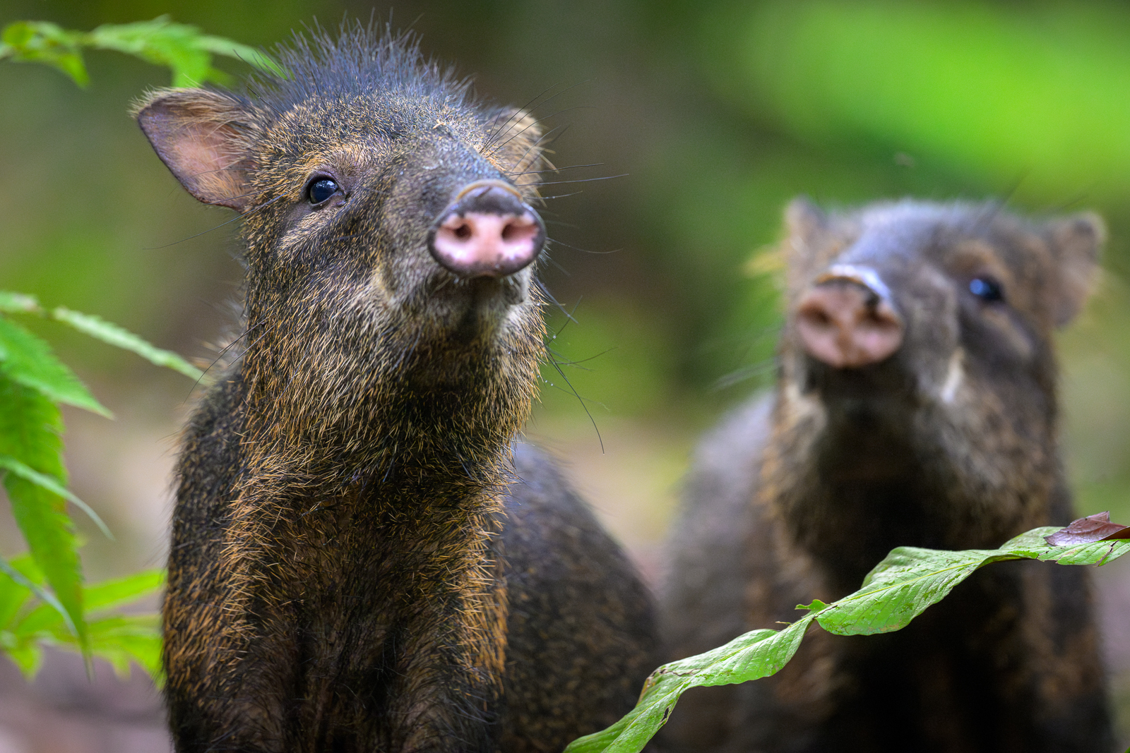 Collared Peccaries, Costa Rica