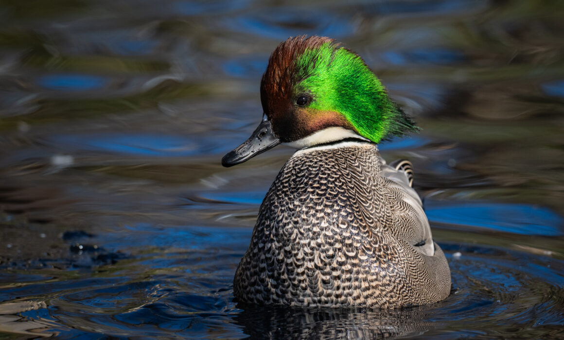 Falcated Duck, Ripley's Waterfowl Conservancy, Connecticut