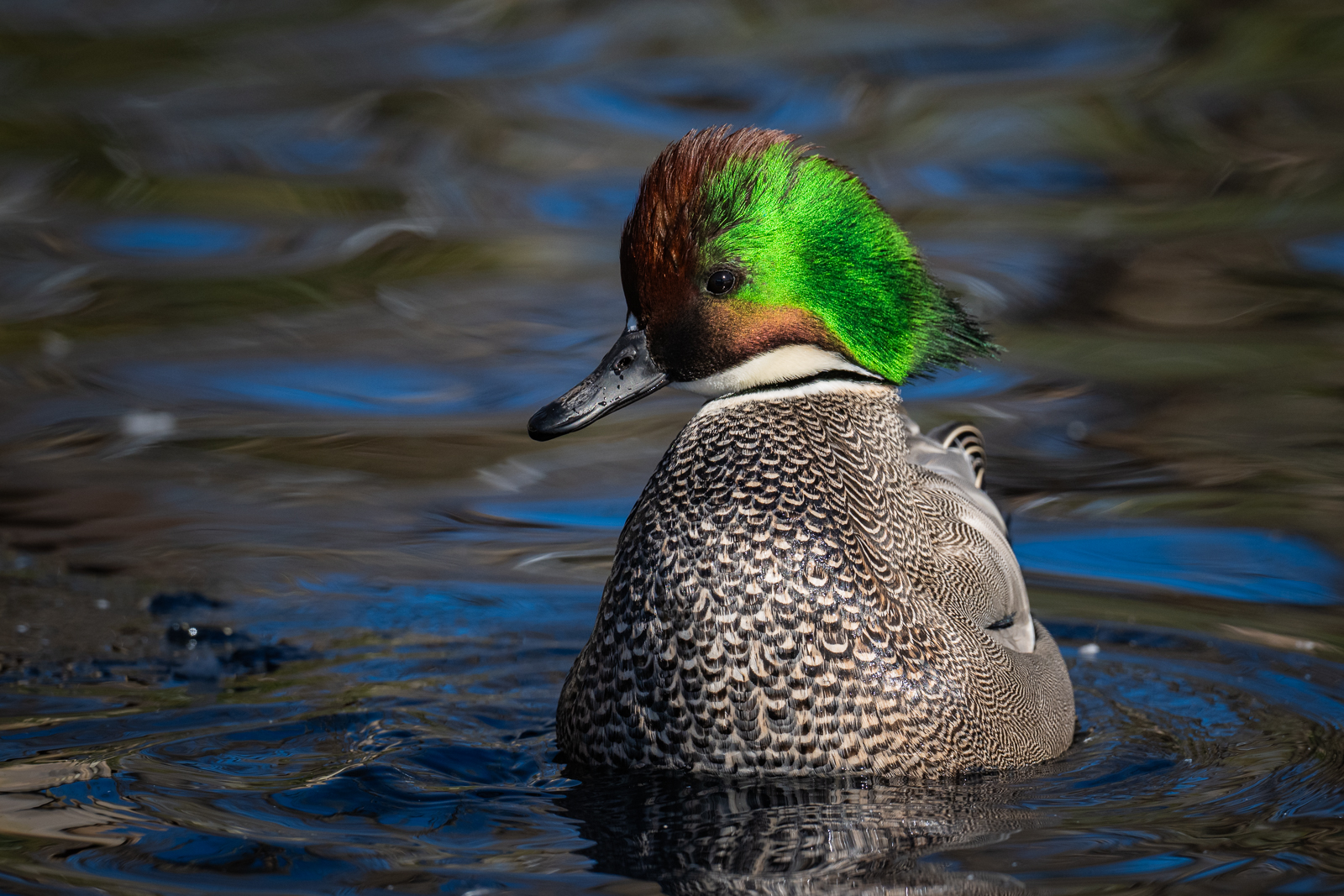 Falcated Duck, Ripley's Waterfowl Conservancy, Connecticut