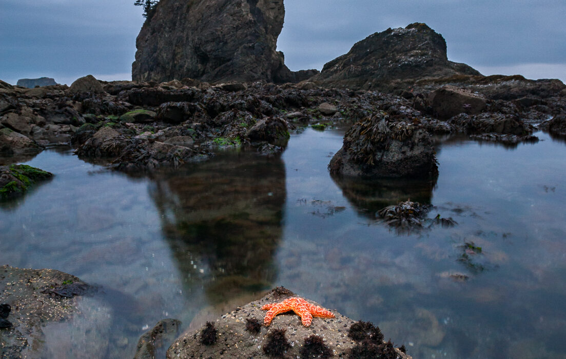 Ocher Sea Stars, Washington