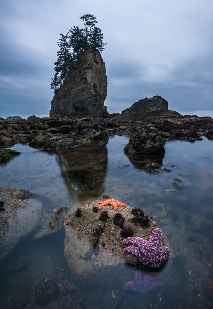 Ocher Sea Stars, Washington