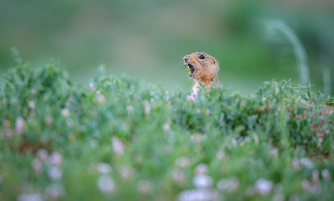 Prairie Dog, Utah