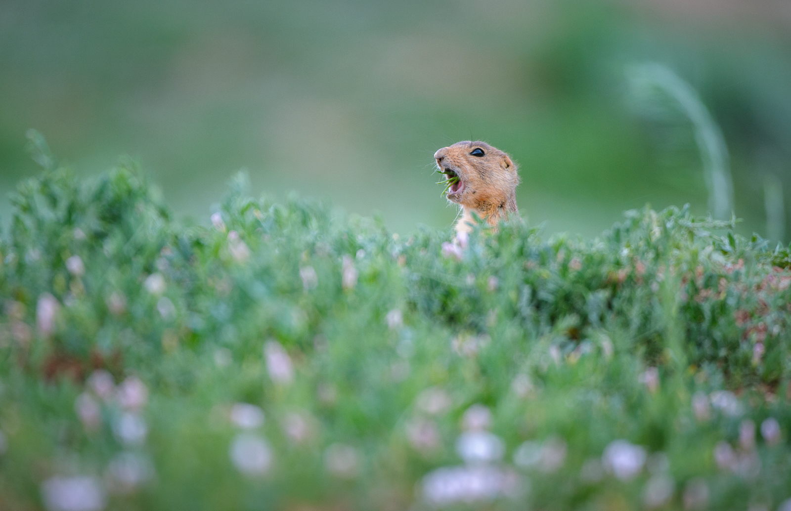 Prairie Dog, Utah