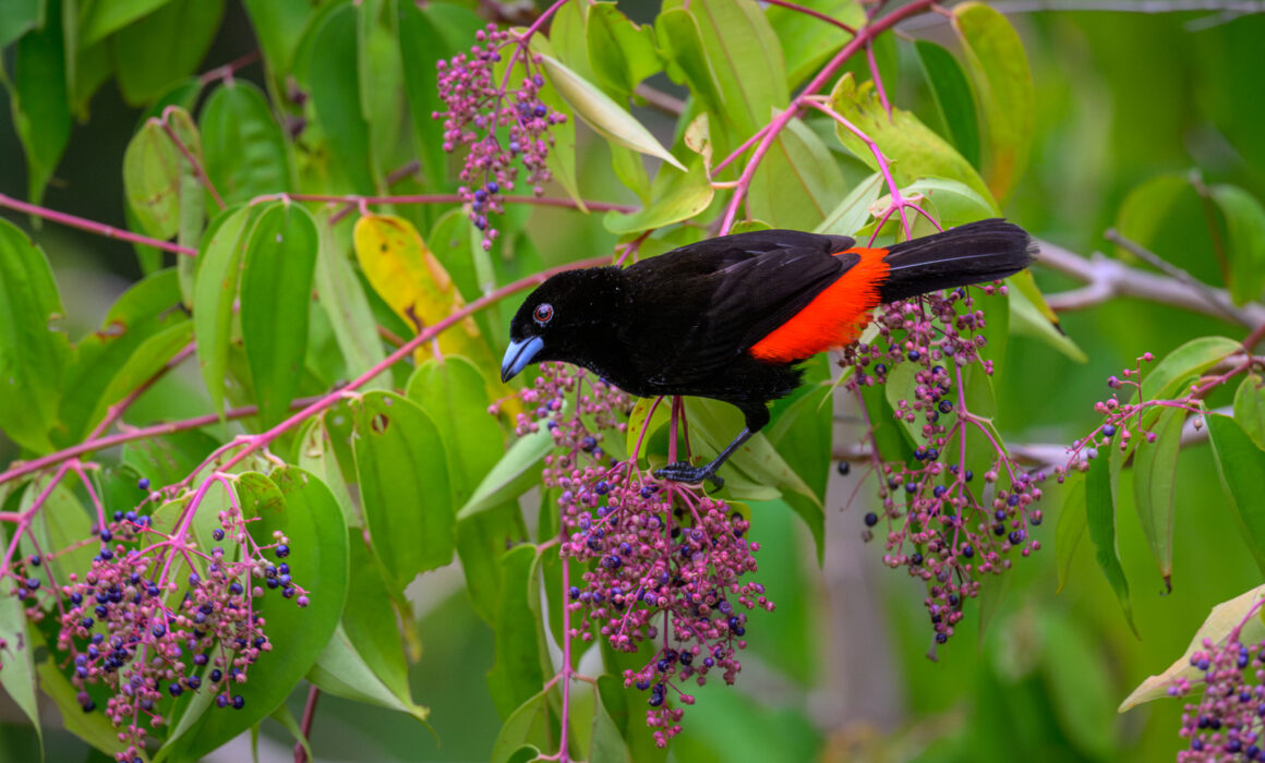 Scarlet-Rumped Tanager, Costa Rica