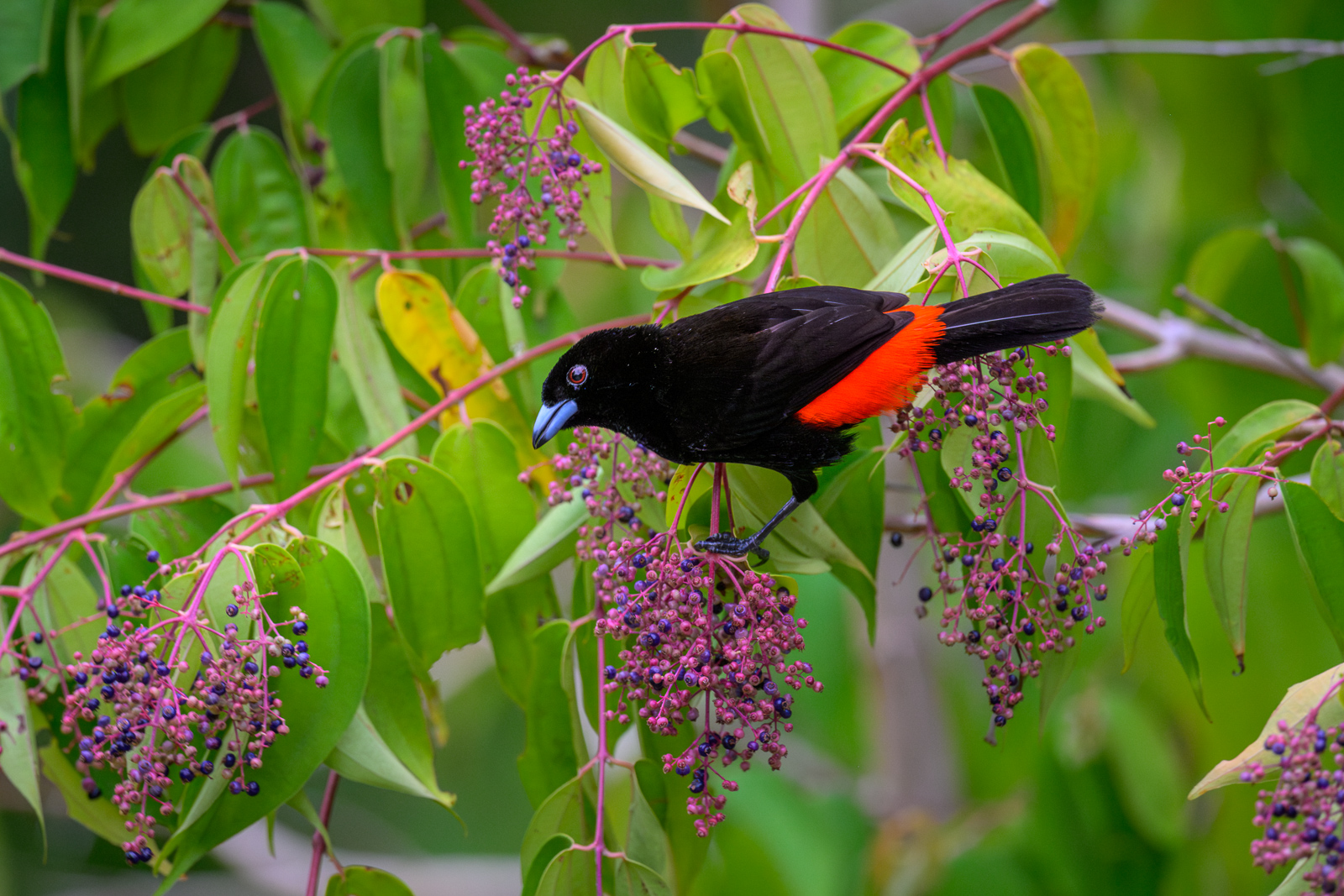 Scarlet-Rumped Tanager, Costa Rica