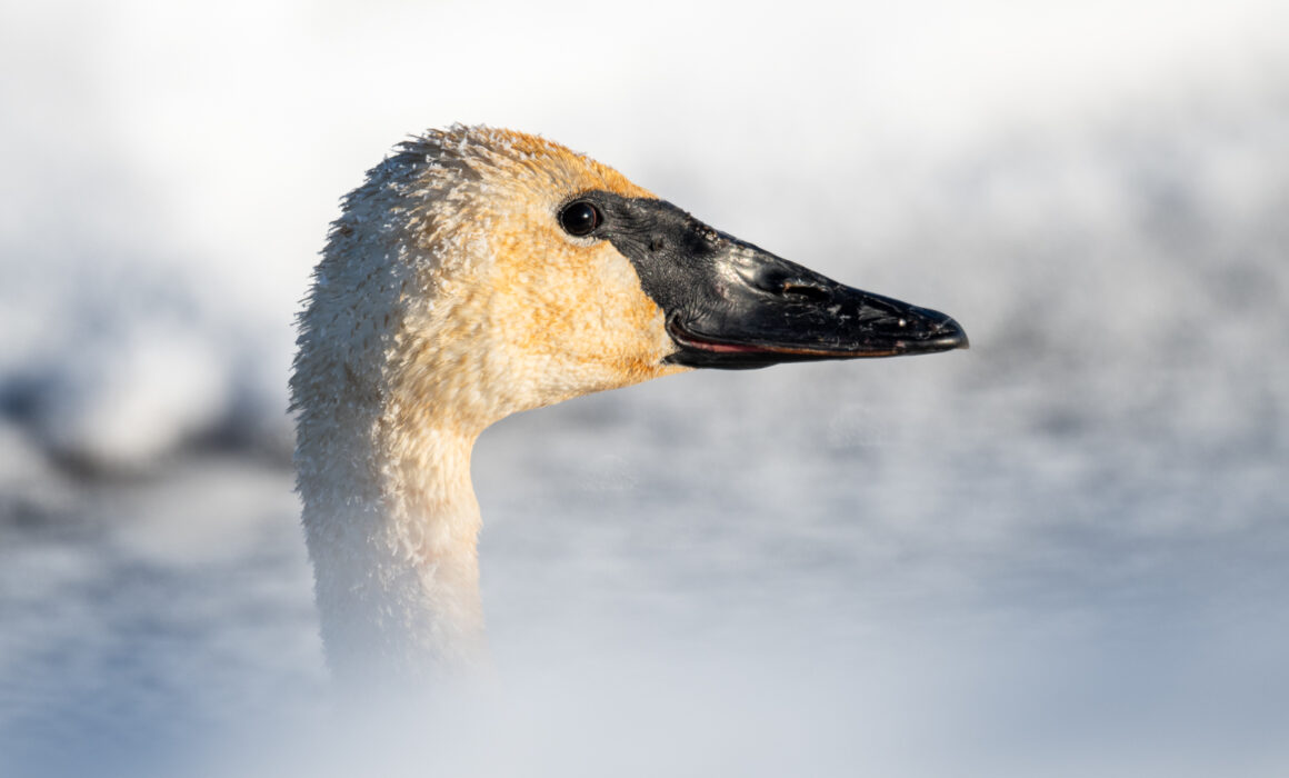 Trumpeter Swan, Minnesota