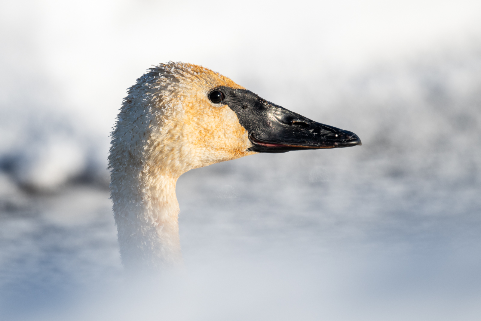 Trumpeter Swan, Minnesota