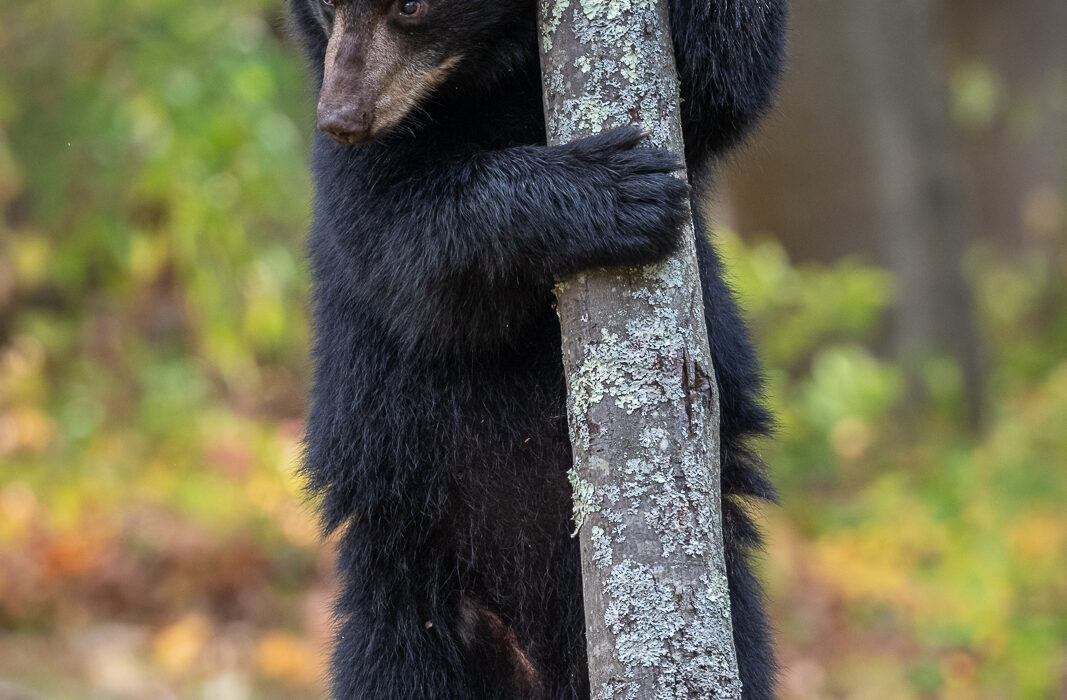 Black Bear, Connecticut