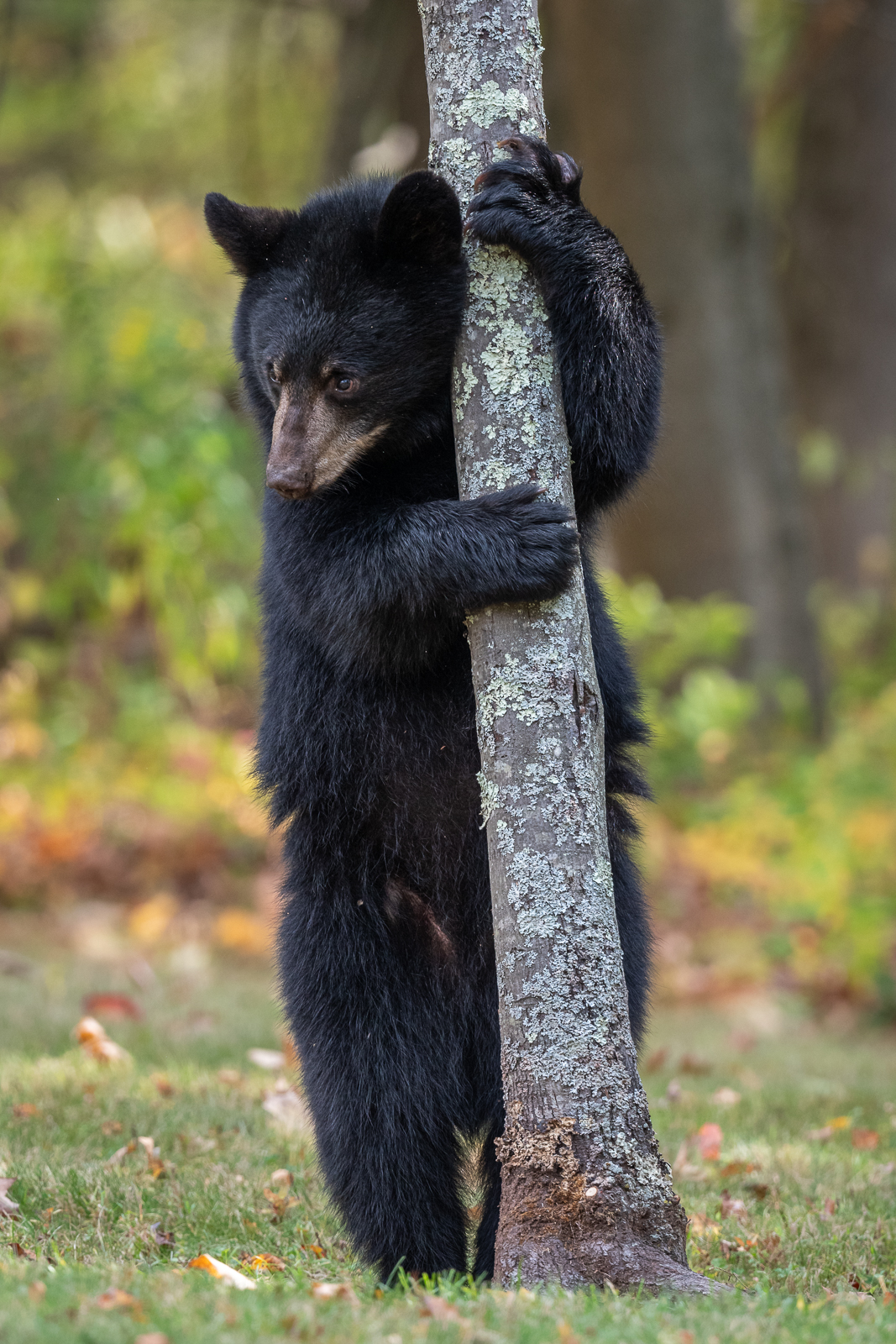 Black Bear, Connecticut