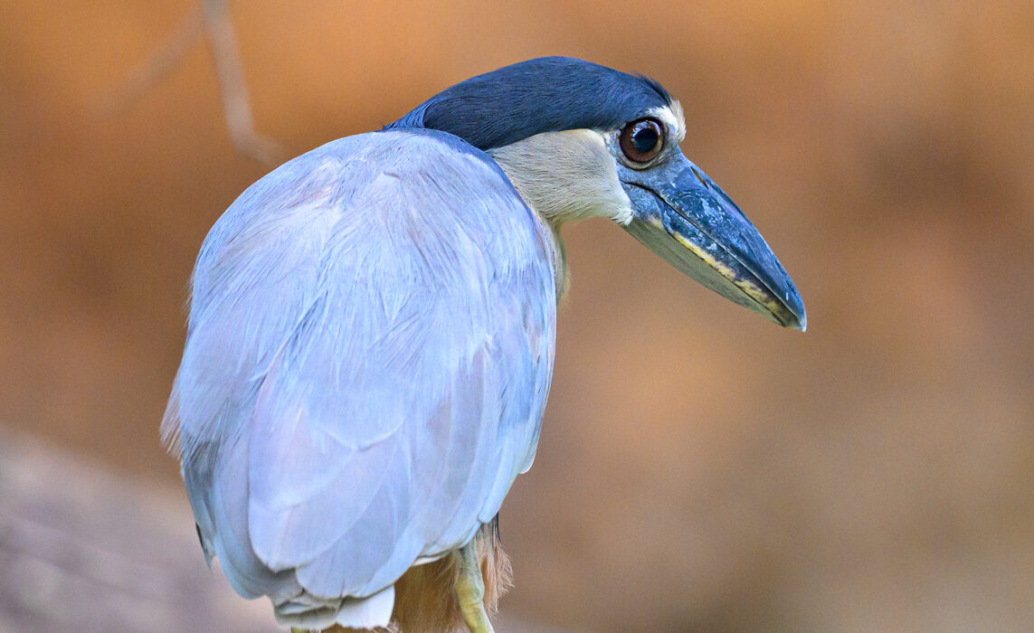 Boat-Billed Heron, Costa Rica