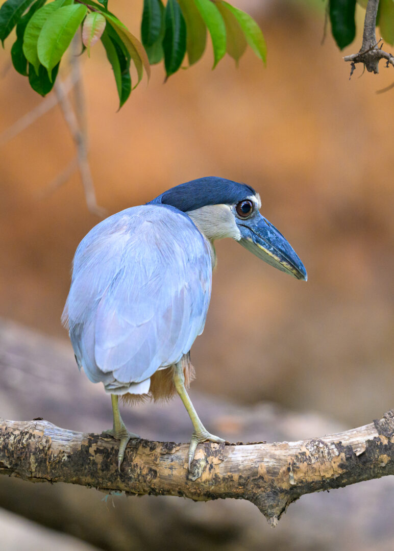 Boat-Billed Heron, Costa Rica