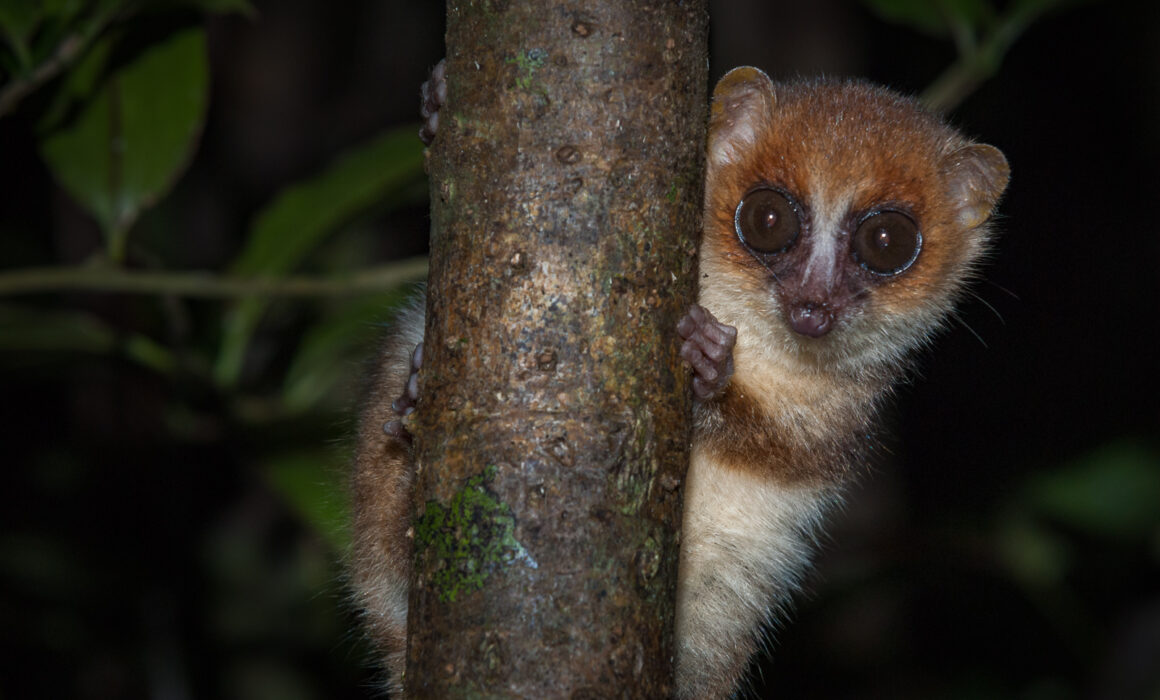 Brown Mouse Lemur, Madagascar