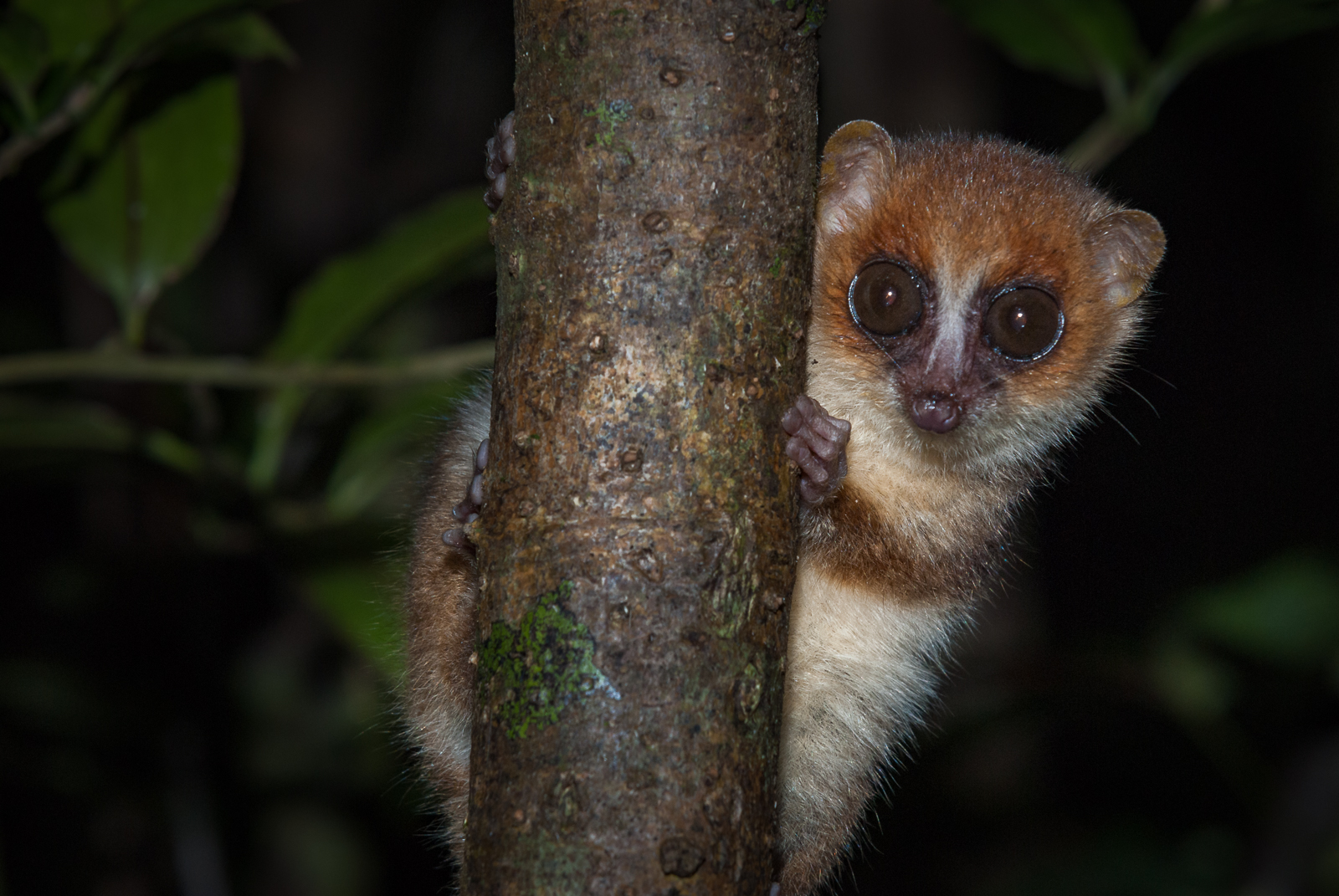 Brown Mouse Lemur, Madagascar