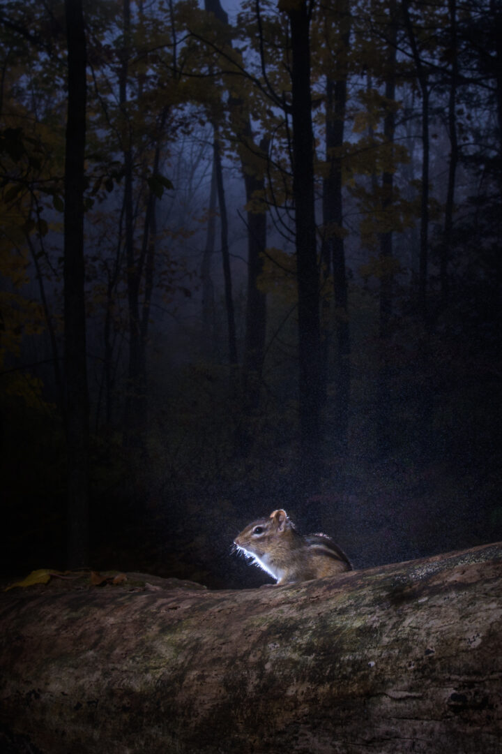 Chipmunk, Connecticut