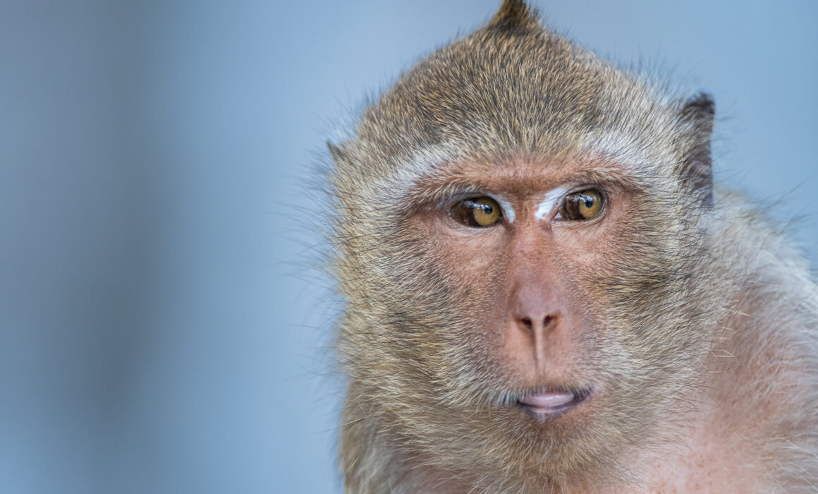 Crab-Eating Macaque, Thailand