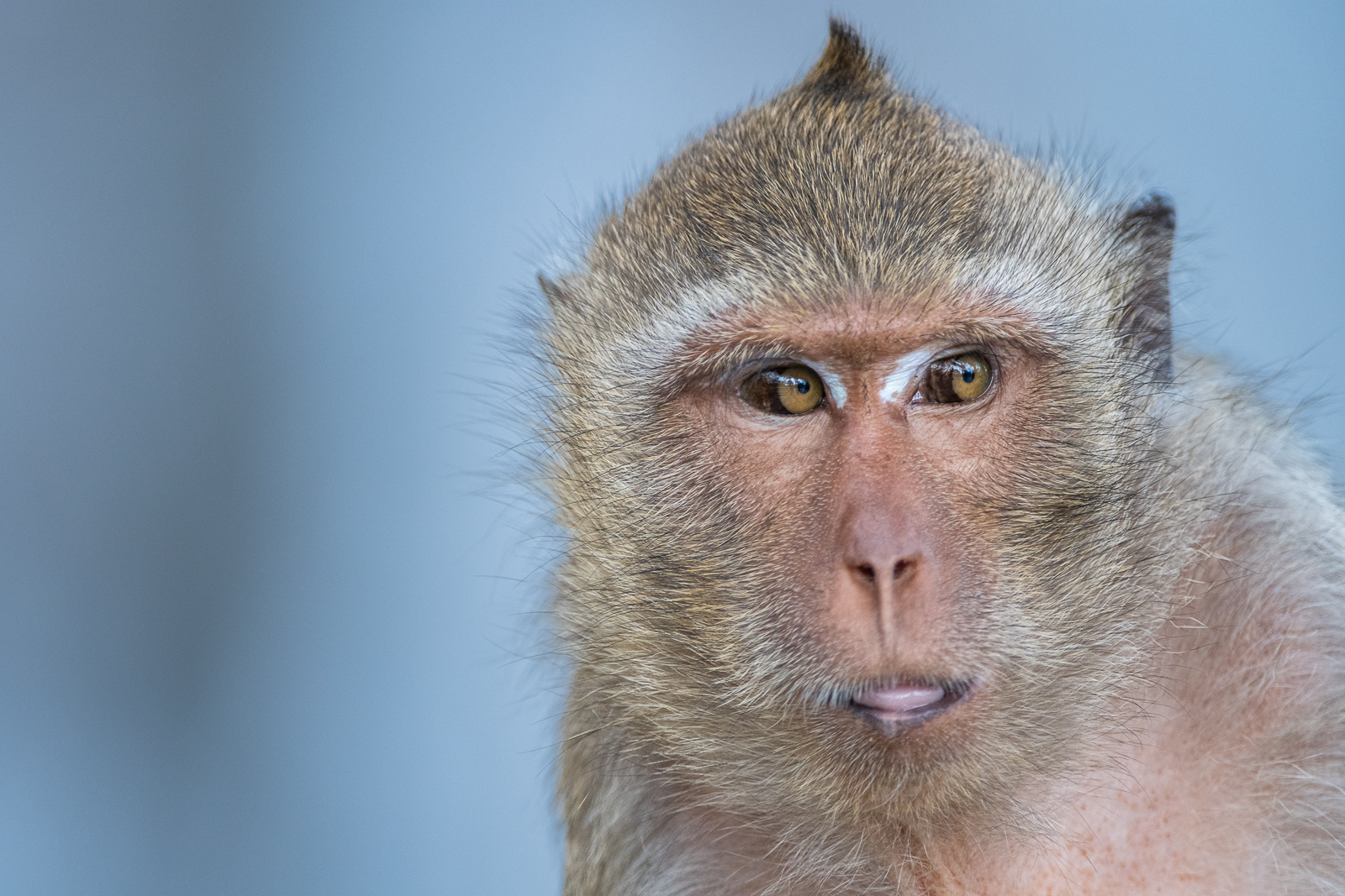 Crab-Eating Macaque, Thailand