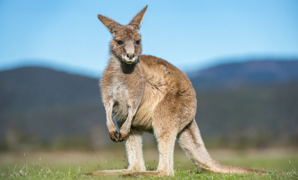 Eastern Grey Kangaroo, Australia