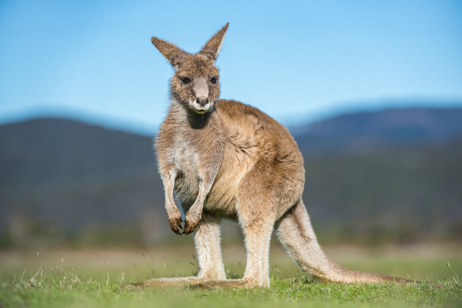 Eastern Grey Kangaroo, Australia